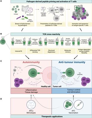 The good and the bad of T cell cross-reactivity: challenges and opportunities for novel therapeutics in autoimmunity and cancer